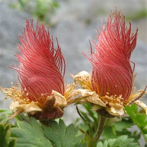 5 Geum Reptans Seedscreeping Avens Plant Seeds - Etsy Canada