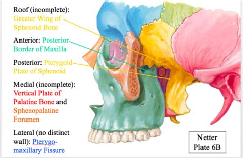 Pterygopalatine Fossa Flashcards Quizlet