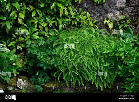 Helecho Maidenhair De Cinco Dedos Fotograf As E Im Genes De Alta