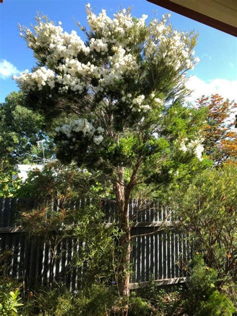 PlantFiles Pictures Melaleuca Species Manuka Narrow Leaved Paperbark