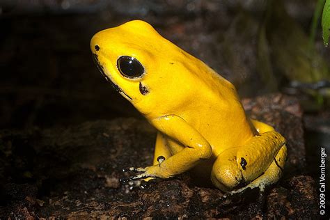 Golden Poison Frog wallpapers, Animal, HQ Golden Poison Frog pictures ...