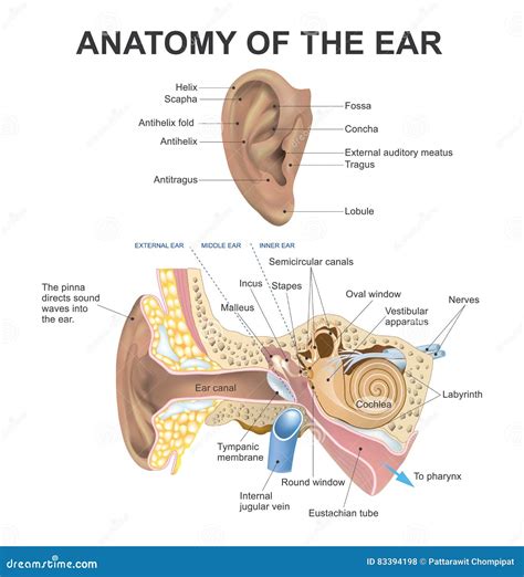 Anatomie Des Ohrs Stock Abbildung Illustration Von Organ 83394198