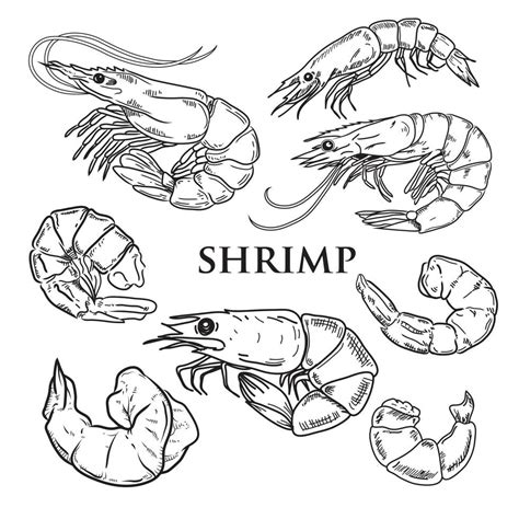 Vector Drawing Black Shrimps On A White Background Vector Art