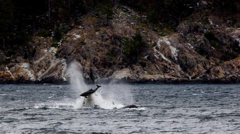 Killer whale caught dolphin dinner : r/natureismetal