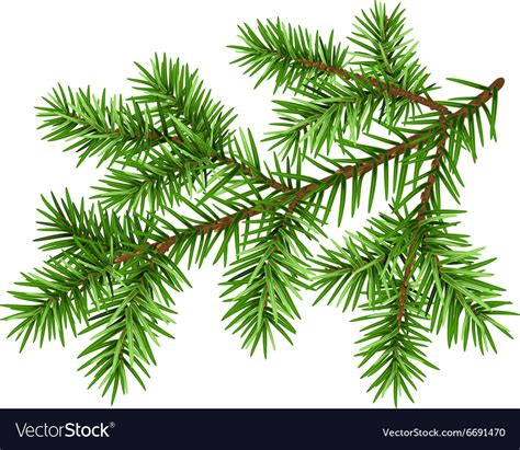 Pine Tree Branch Green Fluffy Branch Royalty Free Vector