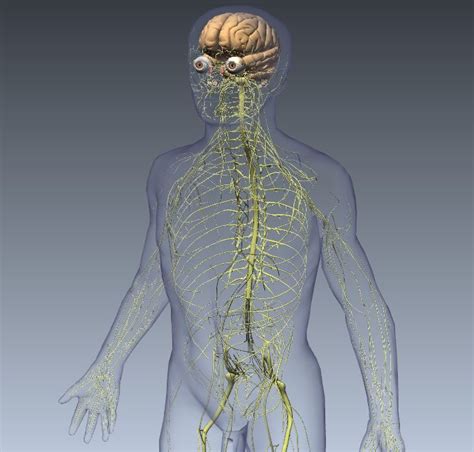 Spinal Cord Injury: Levels, Symptoms & Treatment | Live Science