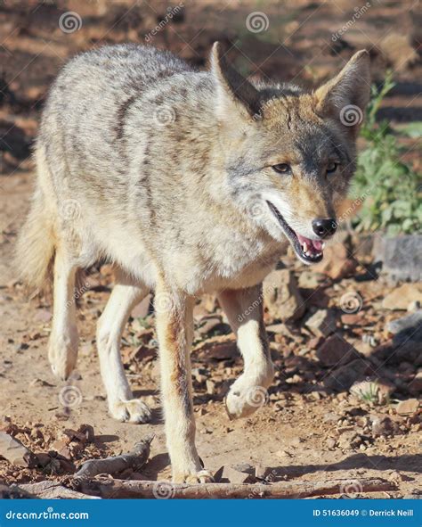 A Portrait Of A Coyote Canis Latrans Stock Image Image Of Predator