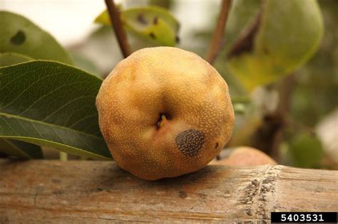 Pear Disease And Insect Identification General Fruit Growing Growing Fruit