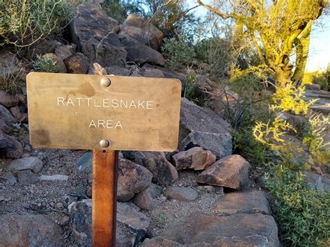 Signal Hill - Saguaro National Park - The Simple Hiker