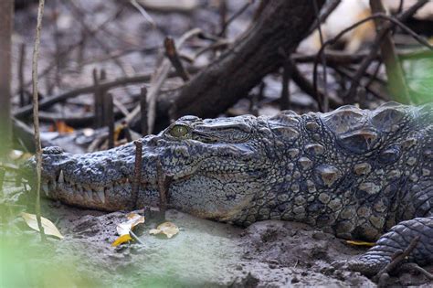 Friendly Animals: Mugger Crocodile