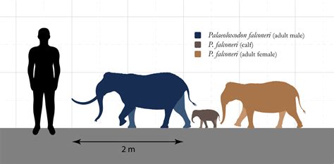 Dosyapalaeoloxodon Falconeri Size Comparisonsvg Vikipedi