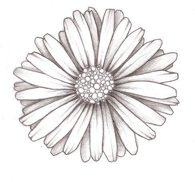 African Daisy Tattoo | [+] African Daissy Blog