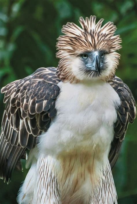 Great Philippine Eagle (Pithecophaga jefferyi) 