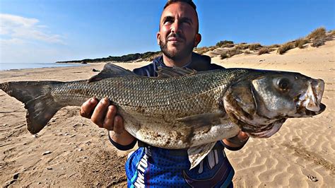 Lubina Monster Al Vivo En La Ria Surfcasting Con Los Dentex De