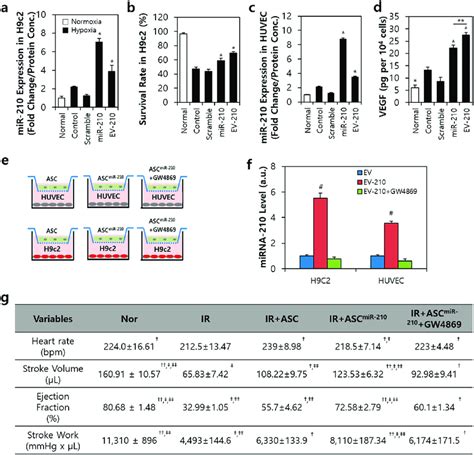 Exosomes Derived From ASCs Transfected With MiR 210 Participate In The