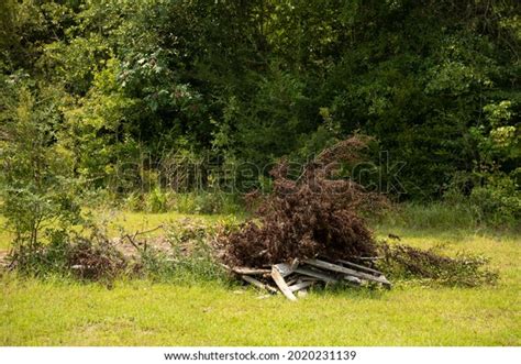 15228 Brush Pile Images Stock Photos And Vectors Shutterstock