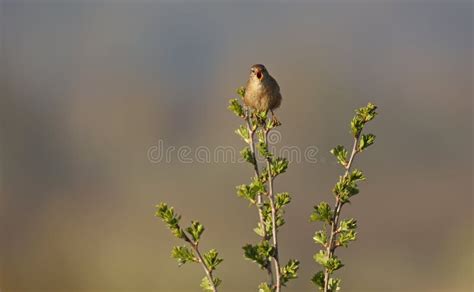 Wren Cantando Desde Lo Alto De Un Arbusto De Gorgojo Imagen De Archivo