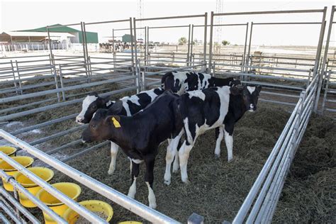 Corrales Para Crianza De Terneros Farmquip Bolivia