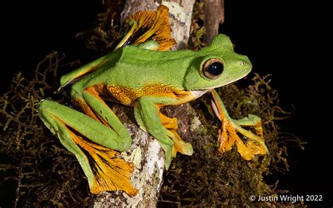 Wallace S Flying Frog Rhacophorus Nigropalmatus J Wrightyy Flickr