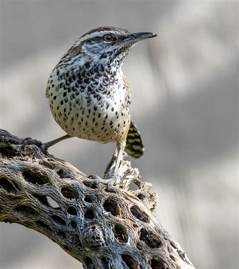 Cactus Wren Facts