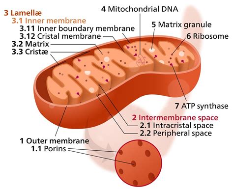 mitochondria structure aerobic respiration  mitochondrial disease