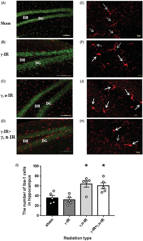 Phenotype Changes Of Microglia In The Brain Tissues Days After