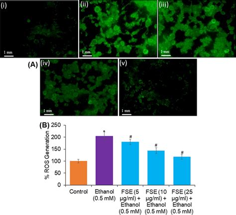 A Ros Generation In Hepg2 Cells Exposed To Different Concentrations Of