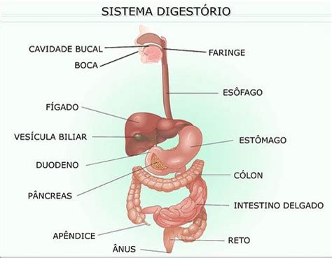 Sistema Digestório O Que é Doenças Anatomia Órgãos E Mais