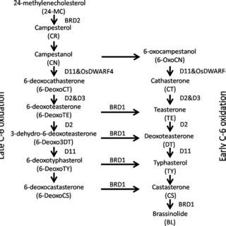 Brassinosteroid Biosynthesis Pathway In Rice And The Enzymes That