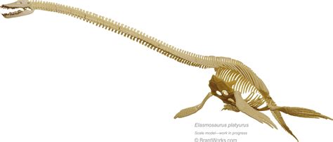 Elasmosaurus Skeleton