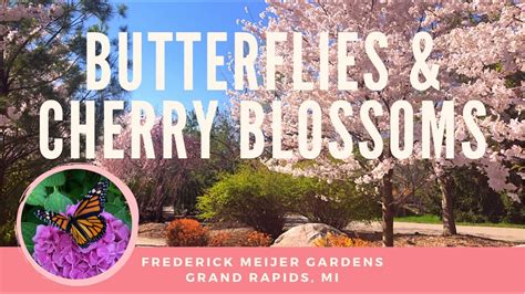 Butterflies And Cherry Blossoms Frederick Meijer Gardens And Sculpture