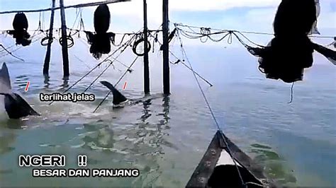 YA TUHAN Lagi Asik Asik Mancing Ikan Kakap Putih Makhluk Yang Besar