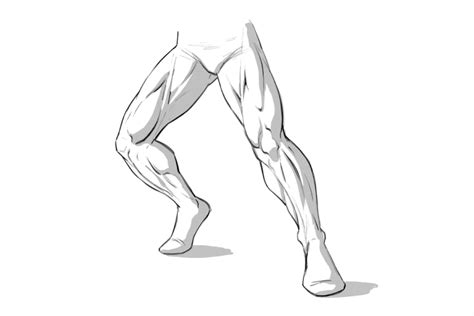 Leg Muscle Drawing