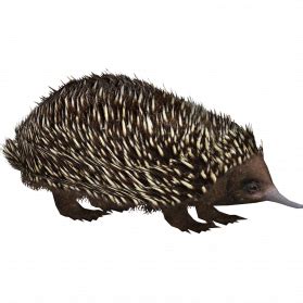 Echidna Transparent PNG PNG Play