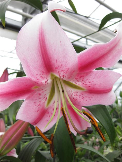 Anastasia Oriental Lily Lily from the Gold Medal winning Harts Nursery
