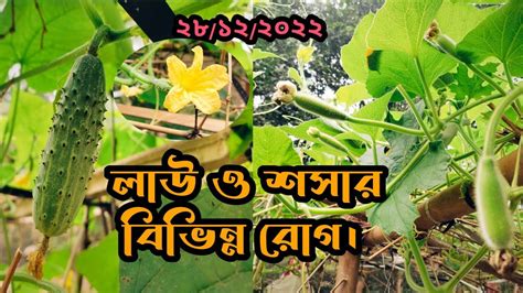 লাউ ও শসার বিভিন্ন ধরনের রোগ।various Diseases Of Gourd And Cucumber