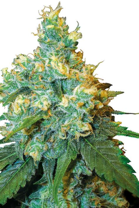 Jack Herer Buy Sensi Seeds Cannabis Seeds