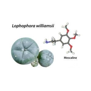 Mescaline Molecule And Peyote Cactus Photograph By Kateryna Kon Science