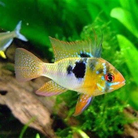 Can Cichlids Live With Other Fish DIY Seattle