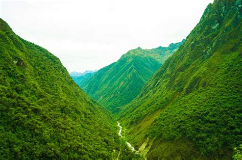 Descubren Nueva Especie De Lagartija En El Santuario Hist Rico De Machu