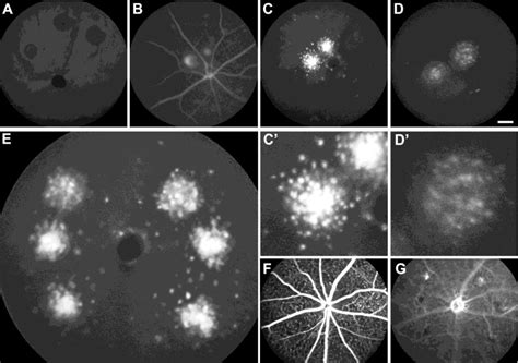 Figure 4 From A Simple Method For In Vivo Labelling Of Infiltrating