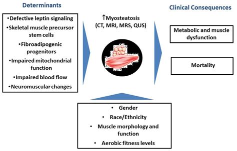 Frontiers Myosteatosis In The Context Of Skeletal Muscle Function