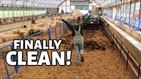 Cleaning And Preparing The Sheep Barn For Lambing Vlog 345 Youtube