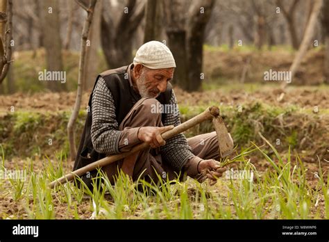 Srinagar Indian Controlled Kashmir Th Mar A Kashmiri Farmer