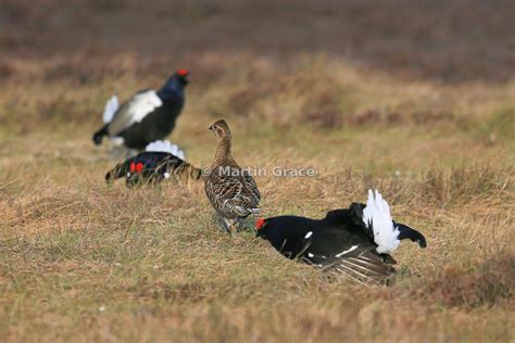 Martin Grace Photography A Male Black Grouse Lyrurus Tetrao Tetrix