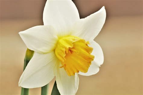 Daffodils Flower Information In Hindi Best Flower Site