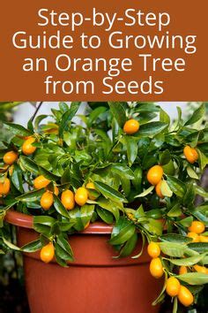 Step By Step Guide To Growing An Orange Tree From Seeds Growing Herbs