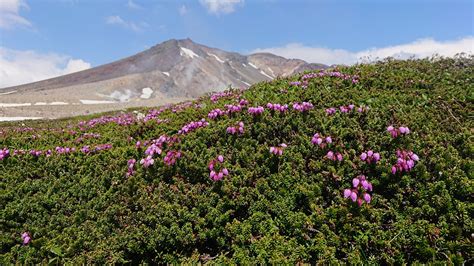 雪と花を体験！ Daisetsuzan Asahidake Ropeway