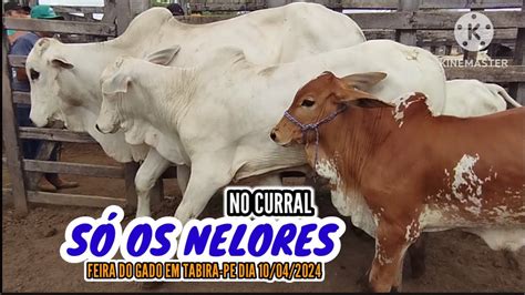 Feira De Gado Em Tabira Pe Pre Os Dos Nelores No Curral Dia