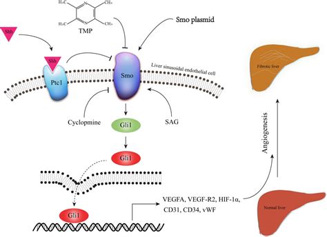 Tetramethylpyrazine Attenuates Sinusoidal Angiogenesis Via Inhibition